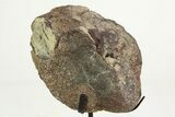 Fossil Ornithischian Dinosaur Vertebra with Metal Stand - Colorado #354331-2